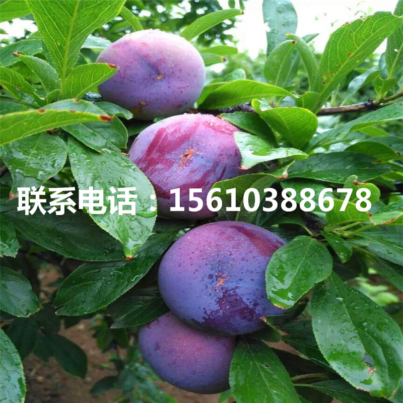五月脆李子苗、五月脆李子苗簡介