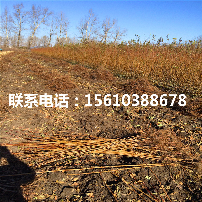冰糖李子苗、冰糖李子苗價錢及基地