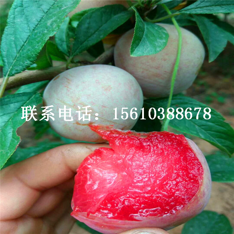 西梅樹苗、西梅樹苗銷售價格