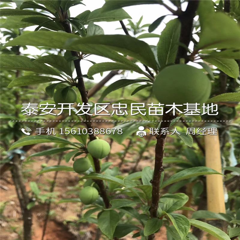 西梅來(lái)客李子苗、西梅來(lái)客李子苗基地價(jià)格