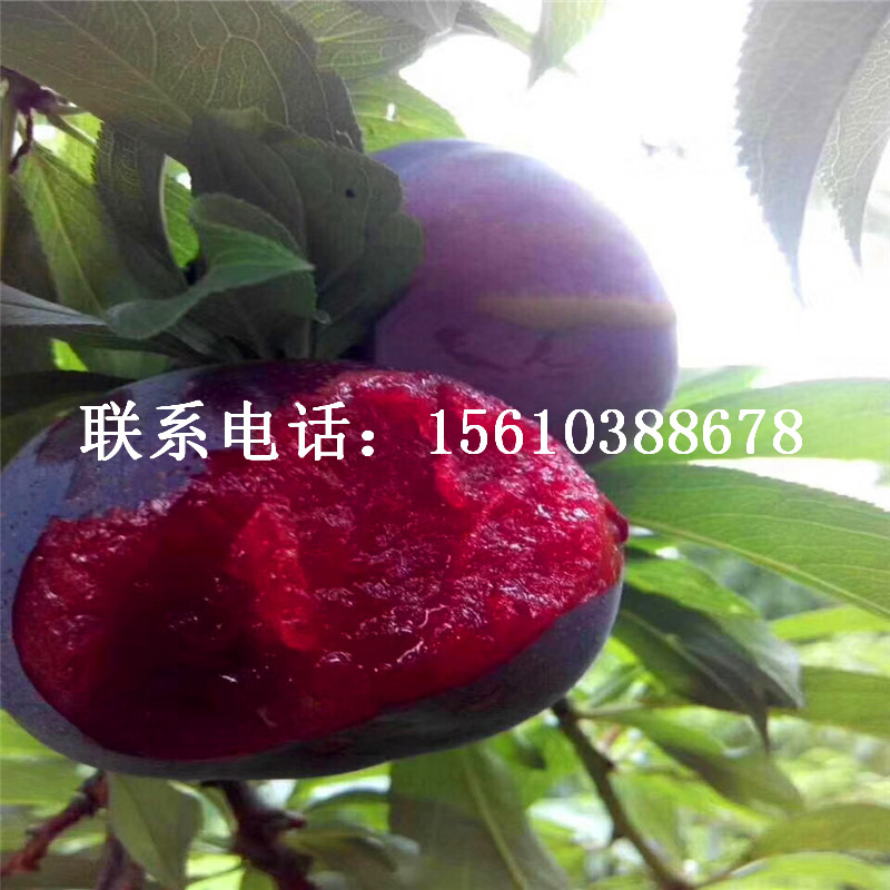 2公分李子苗、2公分李子苗銷(xiāo)售價(jià)格