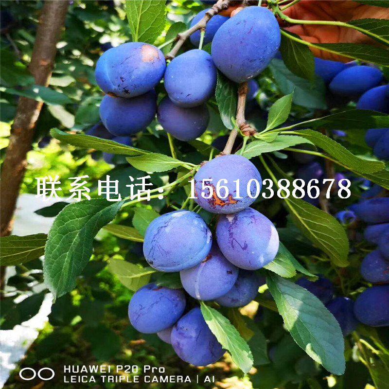 五月脆李子苗、五月脆李子苗出售基地