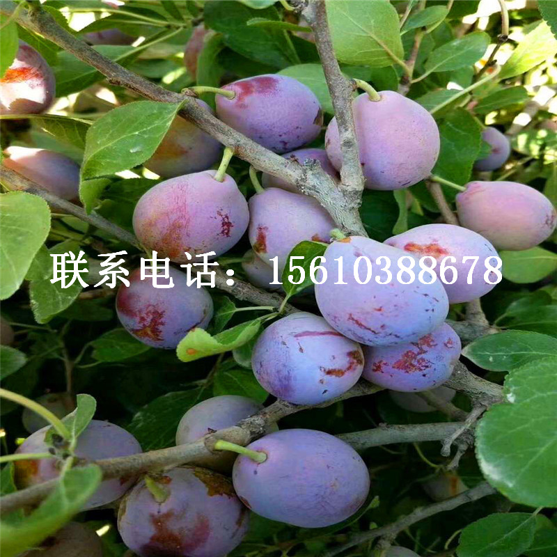 四年生李子苗、四年生李子苗批發(fā)價(jià)格