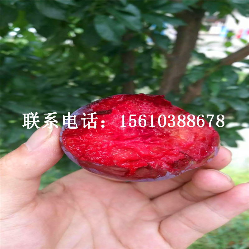 西梅樹(shù)苗、西梅樹(shù)苗報(bào)價(jià)及價(jià)位