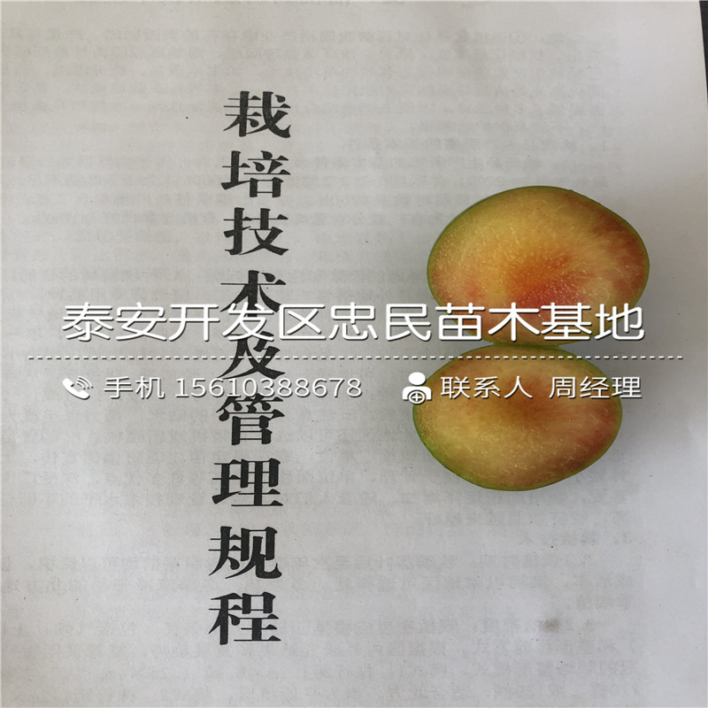 西梅女神李子苗、西梅女神李子苗簡介