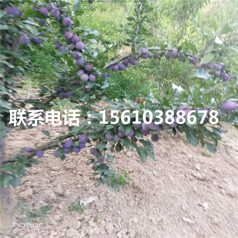 五月脆李子苗、五月脆李子苗出售基地
