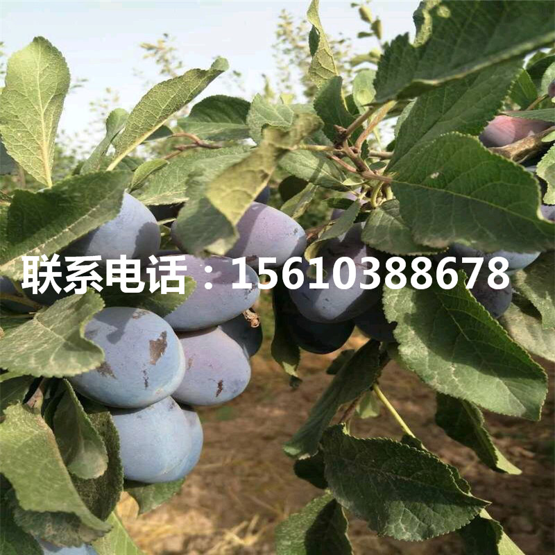 國(guó)峰7號(hào)李子苗、國(guó)峰7號(hào)李子苗銷售基地