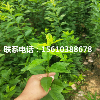 風(fēng)味皇后李子苗、風(fēng)味皇后李子苗銷售基地