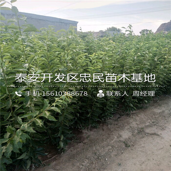 玉皇李子苗、玉皇李子苗銷售價格