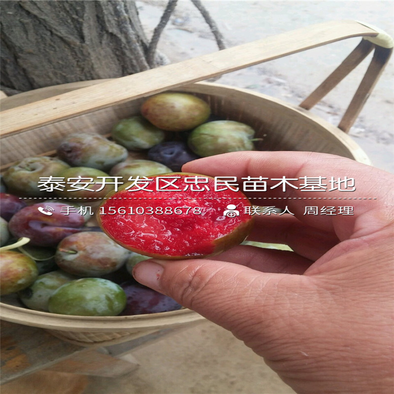 味王李子苗、味王李子苗報價及價錢