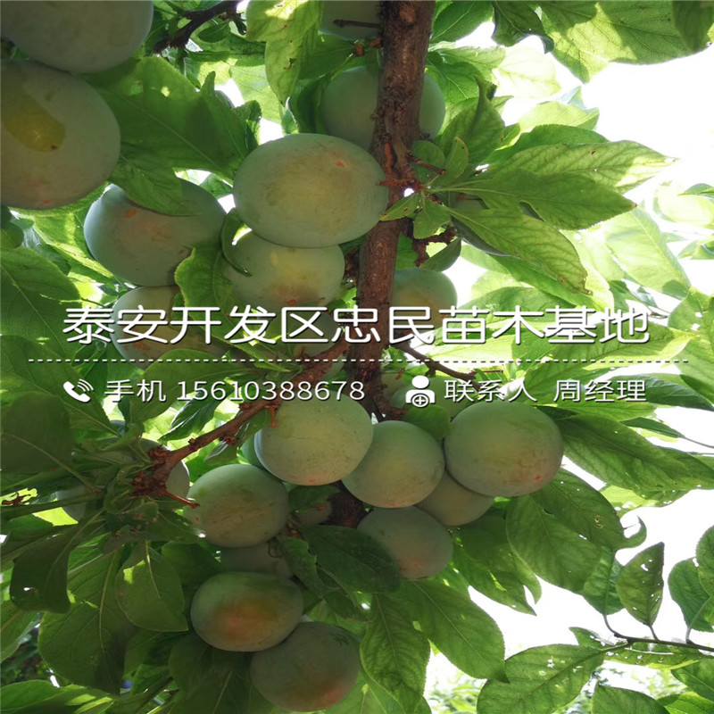紅李樹(shù)苗、紅李樹(shù)苗單價(jià)