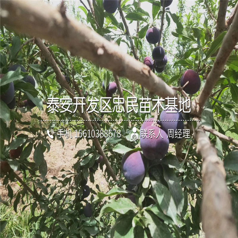 味厚李子苗、味厚李子苗報價及價位
