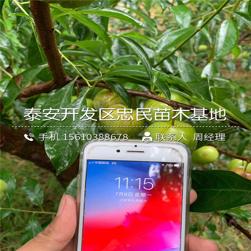 西梅李子樹苗、西梅李子樹苗價格詳情