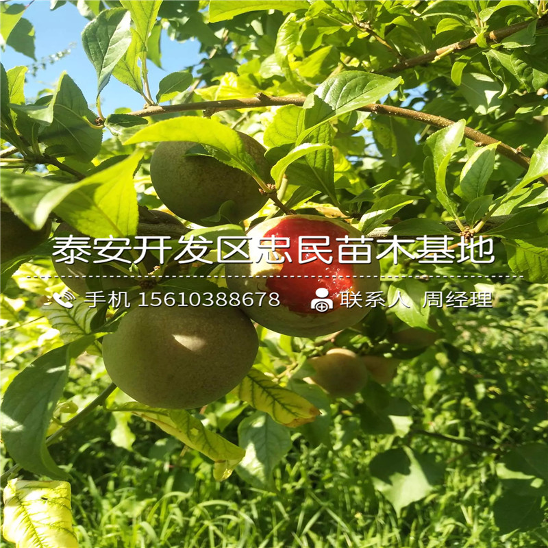 西梅李子樹苗、西梅李子樹苗價格詳情