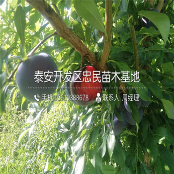 脆紅李子苗、脆紅李子苗價(jià)格