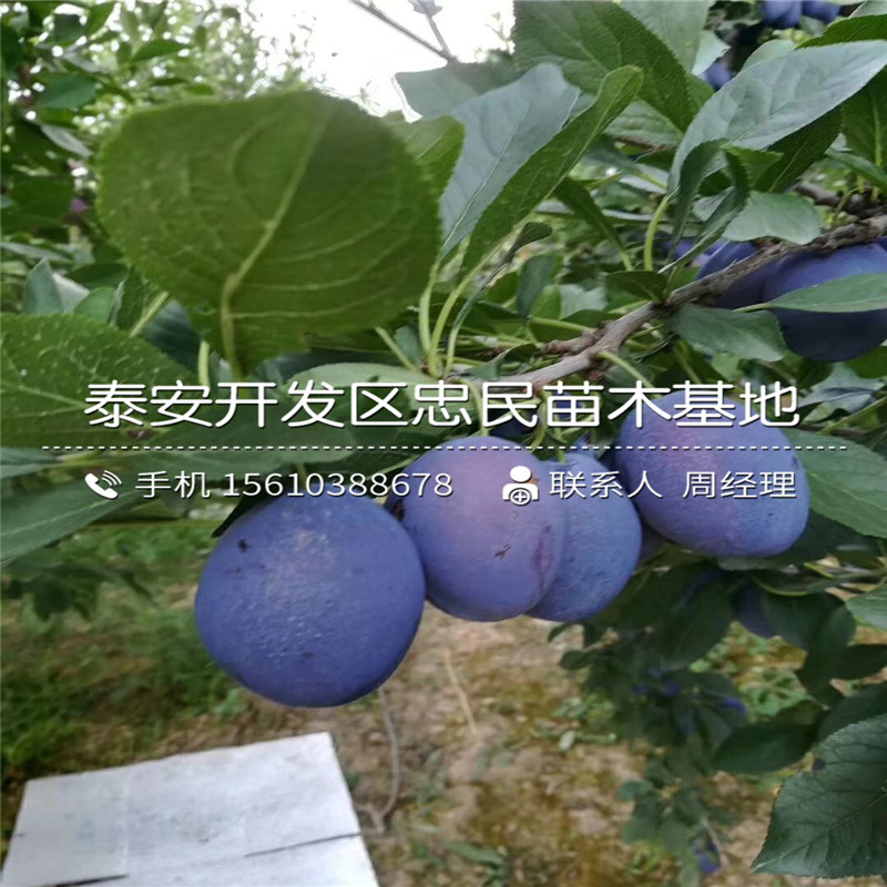 紅喜梅李子苗、紅喜梅李子苗價格及報價