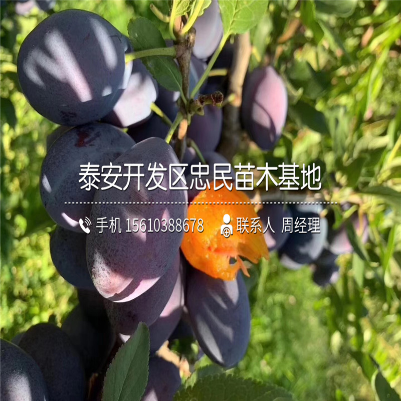 味王李子苗、味王李子苗報價及價錢