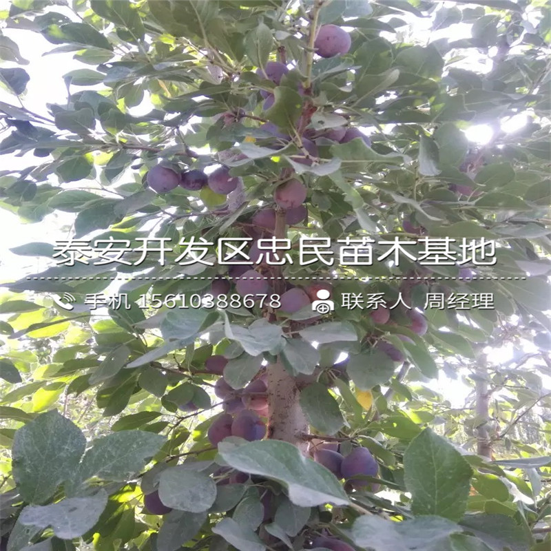 紅喜梅李子苗、紅喜梅李子苗批發(fā)基地