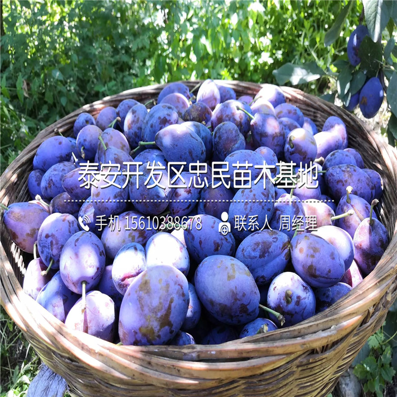 國峰7號李子苗、國峰7號李子苗價格詳情