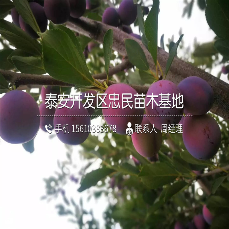 紅喜梅李子苗、紅喜梅李子苗批發(fā)基地