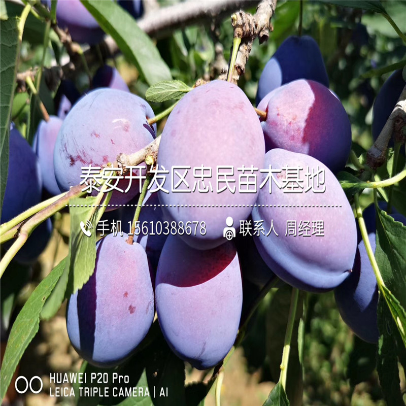 秋姬李子苗、秋姬李子苗簡(jiǎn)介