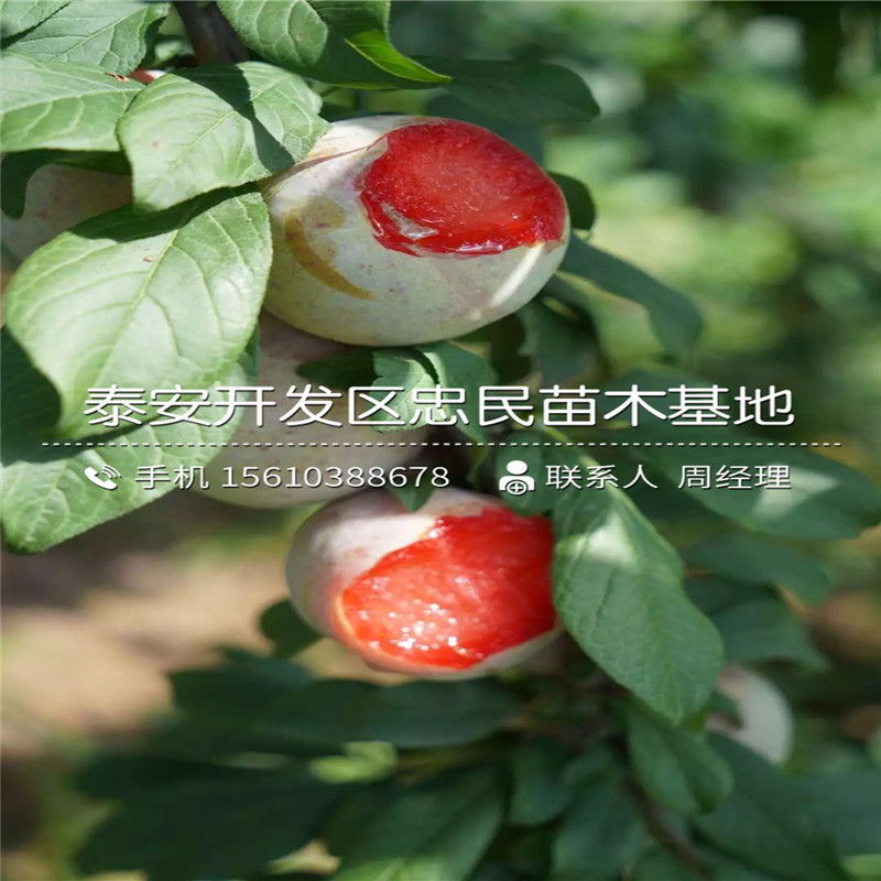 脆紅李子苗、脆紅李子苗單價(jià)
