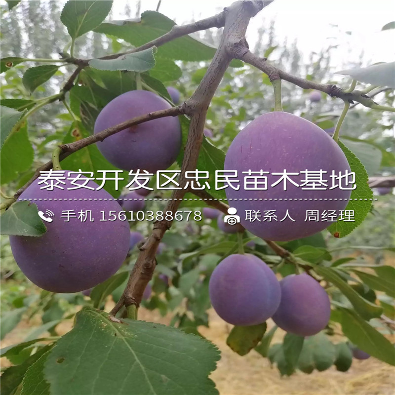 五月脆李子苗、五月脆李子苗出售
