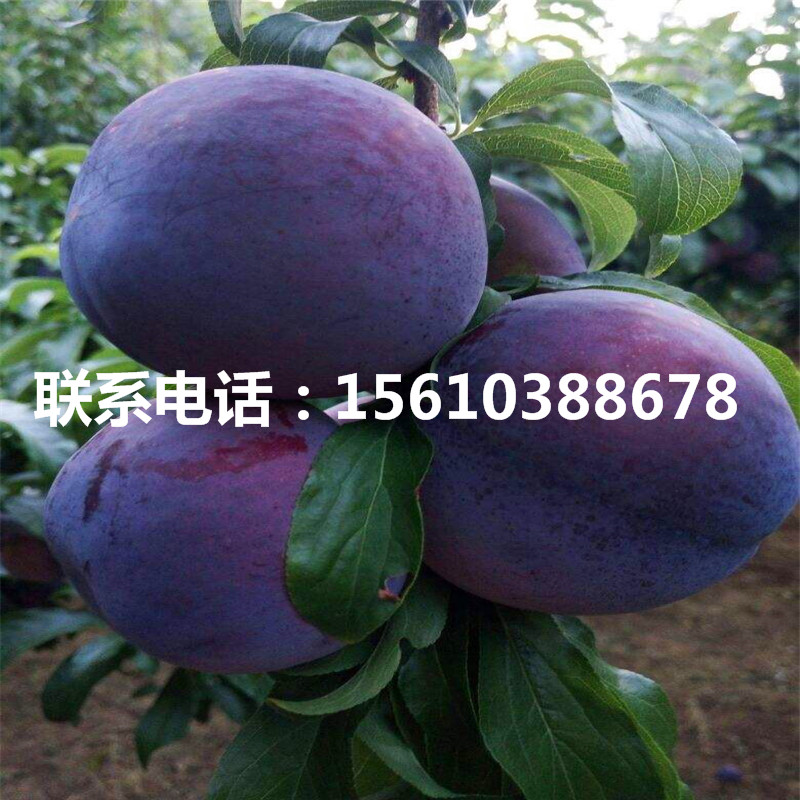味厚李子苗、味厚李子苗報價及價位