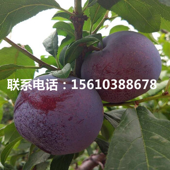 5公分李子苗、5公分李子苗簡介