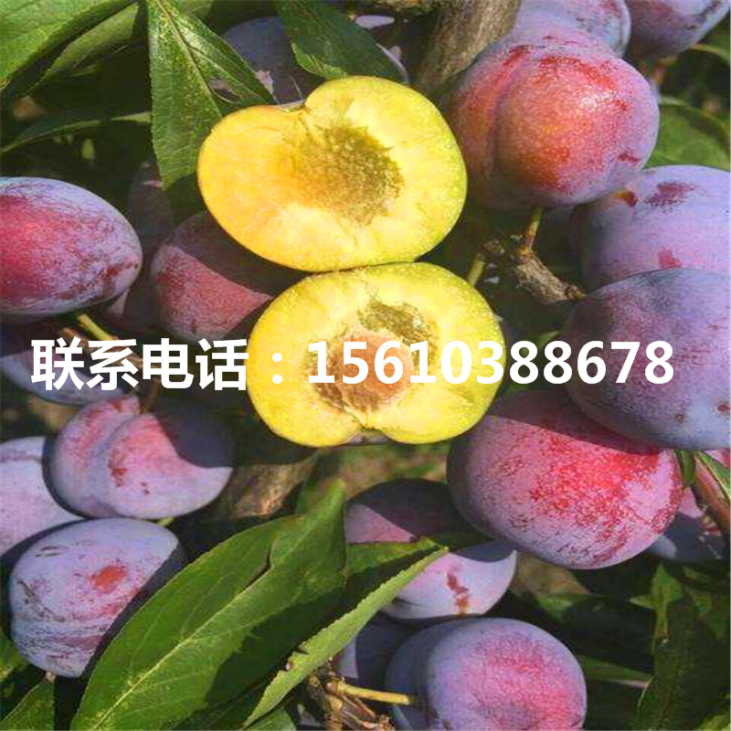 西梅李子樹苗、西梅李子樹苗出售基地