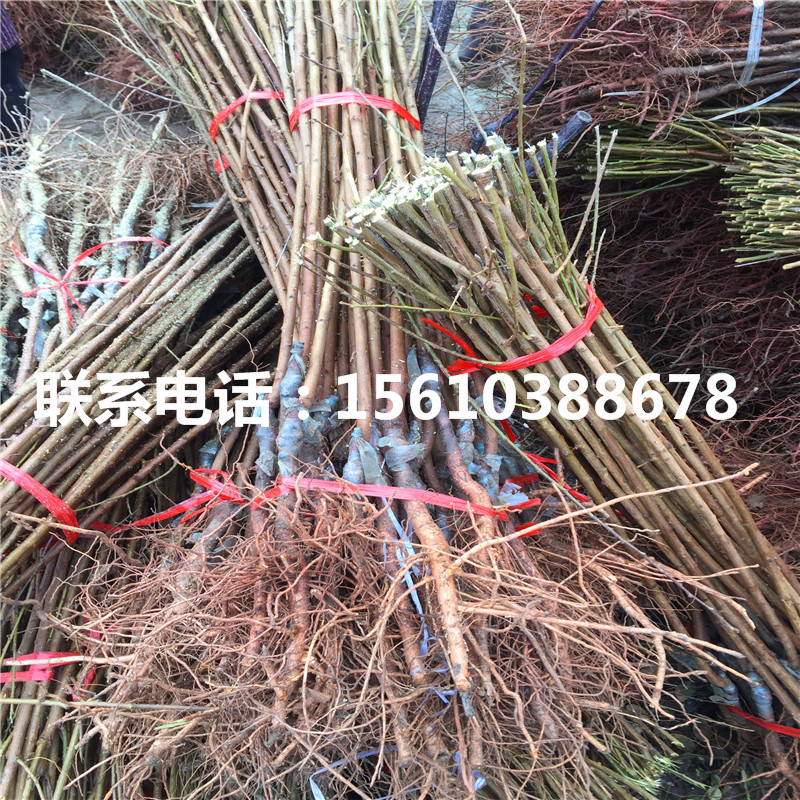 黑李樹苗、黑李樹苗基地