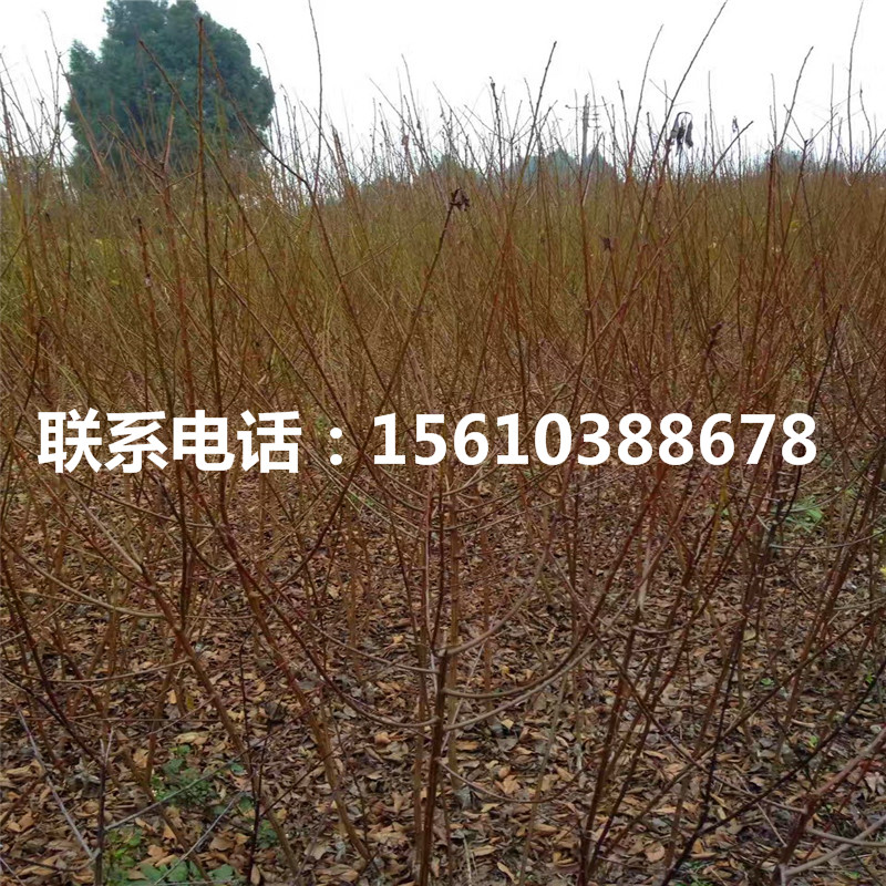 味帝李子苗、味帝李子苗價格及報價