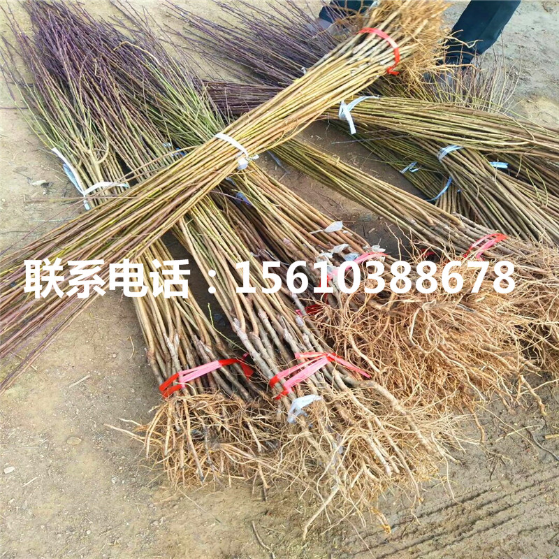 布朗李子苗、布朗李子苗秋季價格