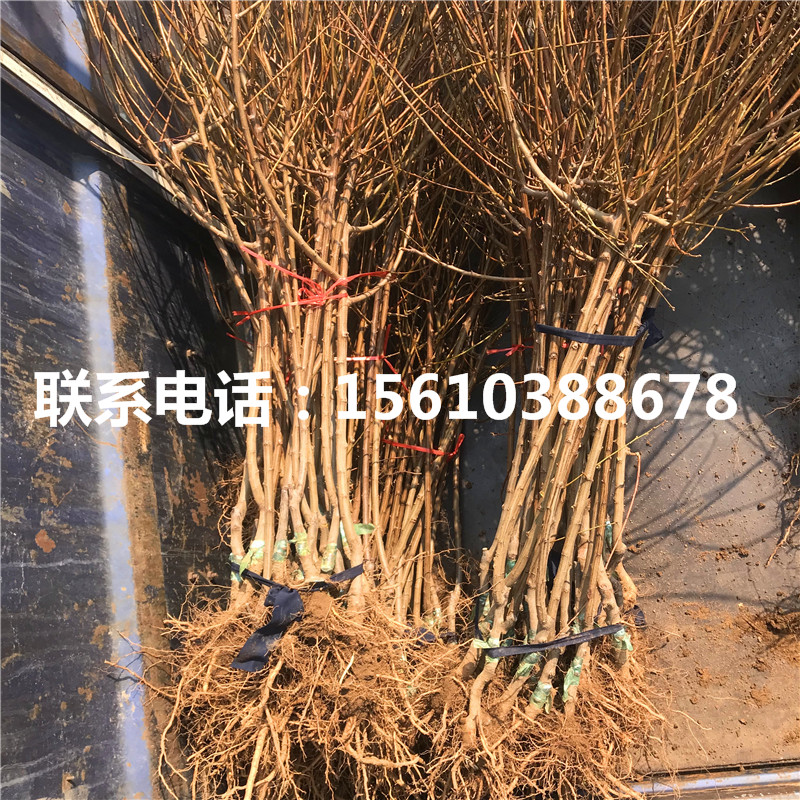 法蘭西西梅樹苗、法蘭西西梅樹苗報價及價位