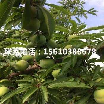 布朗李子苗、布朗李子苗秋季價(jià)格