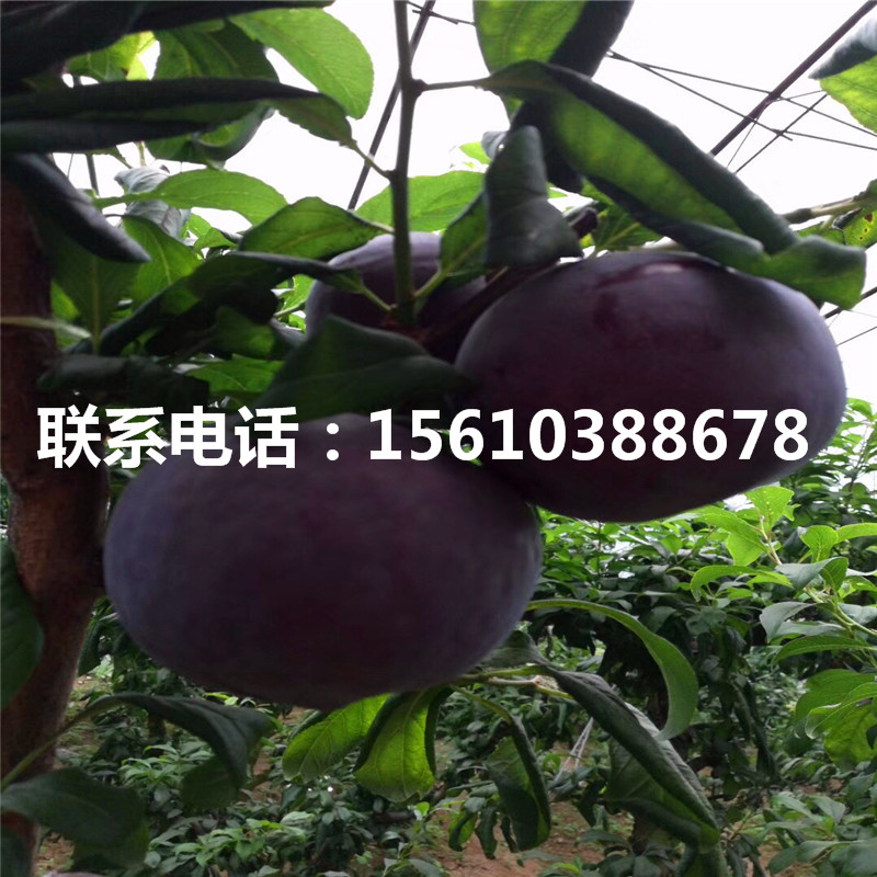 澳洲13李子苗、澳洲13李子苗批發(fā)基地