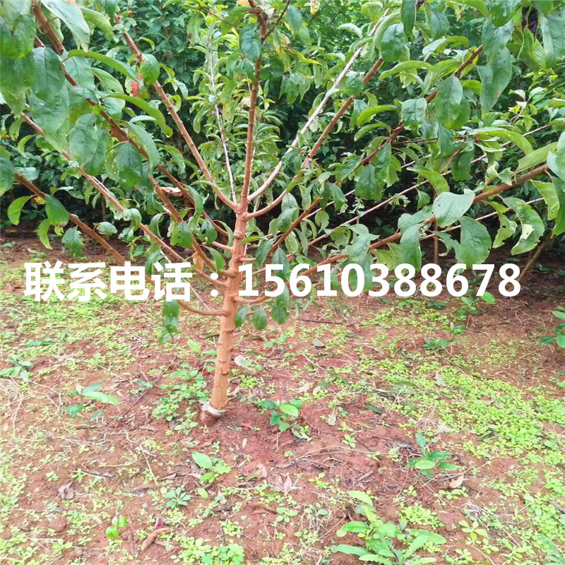 西梅來(lái)客李子苗、西梅來(lái)客李子苗基地價(jià)格