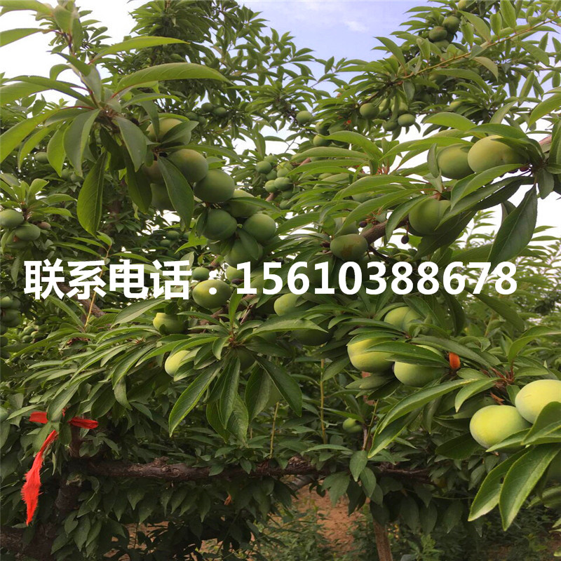 兩年生李子苗、兩年生李子苗報(bào)價(jià)及價(jià)位