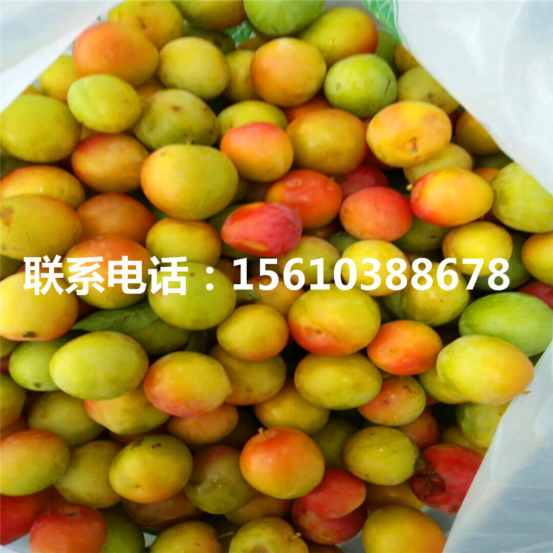 美國(guó)蛇李樹苗、美國(guó)蛇李樹苗批發(fā)基地