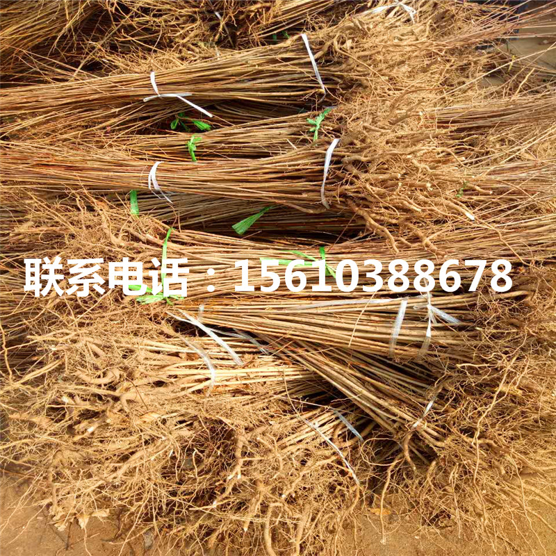西梅藍(lán)蜜李子苗、西梅藍(lán)蜜李子苗批發(fā)基地