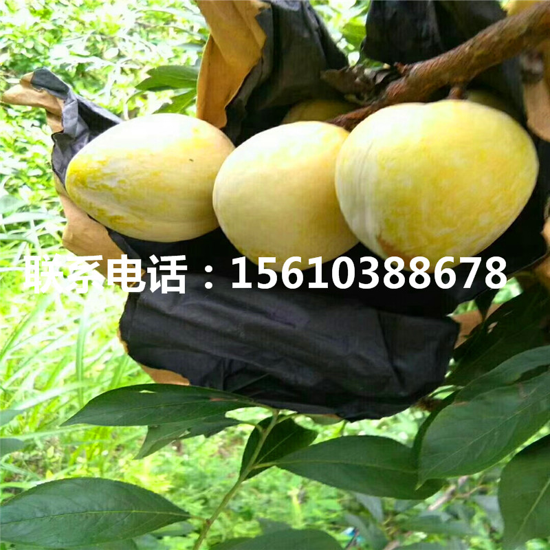 美國(guó)黑李樹苗、美國(guó)黑李樹苗秋季價(jià)格