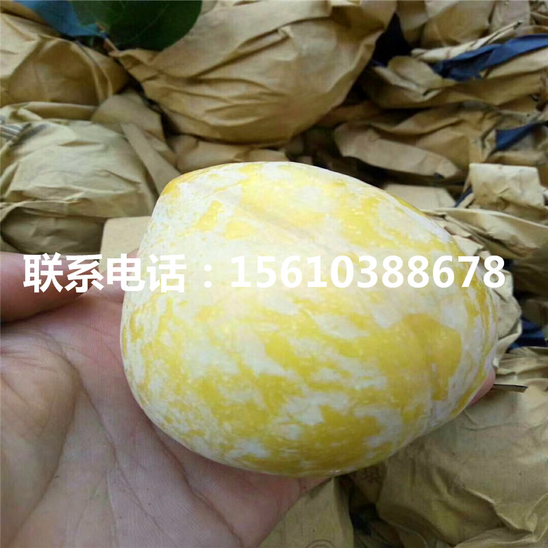 秋紅李子苗、秋紅李子苗基地及報價