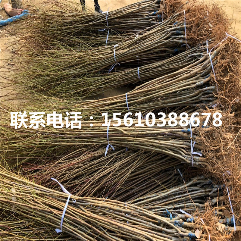 秋紅李子苗、秋紅李子苗基地及報價