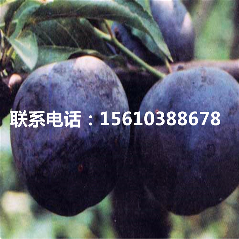 五月脆李子苗、五月脆李子苗簡介