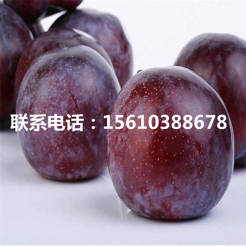 西梅藍(lán)蜜李子苗、西梅藍(lán)蜜李子苗批發(fā)基地