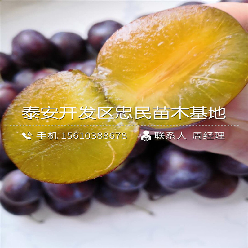 脆紅李子苗、脆紅李子苗價格