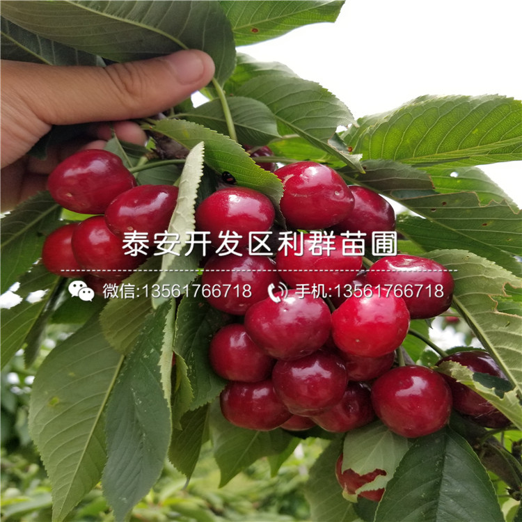 2019年矮化櫻桃樹樹苗多少錢一棵
