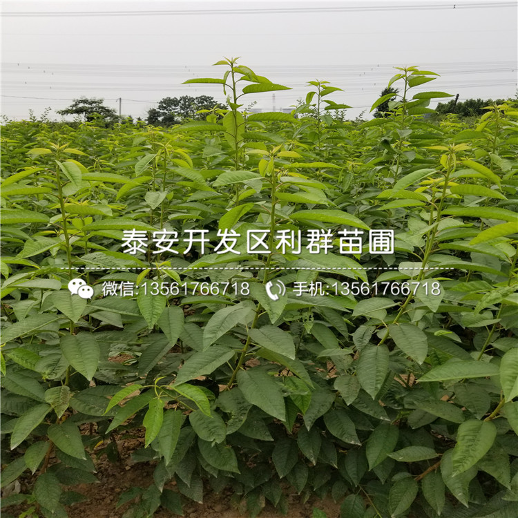 2019年矮化櫻桃樹樹苗多少錢一棵