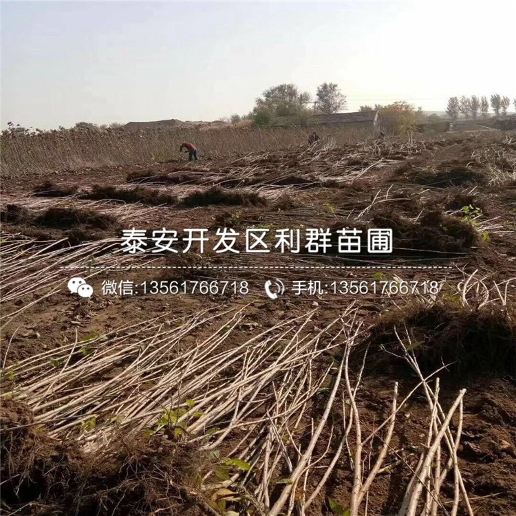 櫻桃樹價格多少