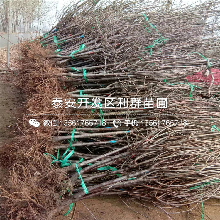 櫻桃樹(shù)樹(shù)苗品種介紹櫻桃樹(shù)樹(shù)苗多少錢(qián)一棵